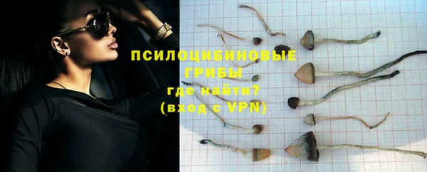 прущие грибы Абаза
